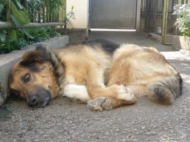 В центре ветеринарии Алматы будут бесплатно стерилизовать и вакцинировать животных