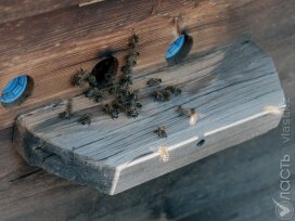 Пчелиный коллапс