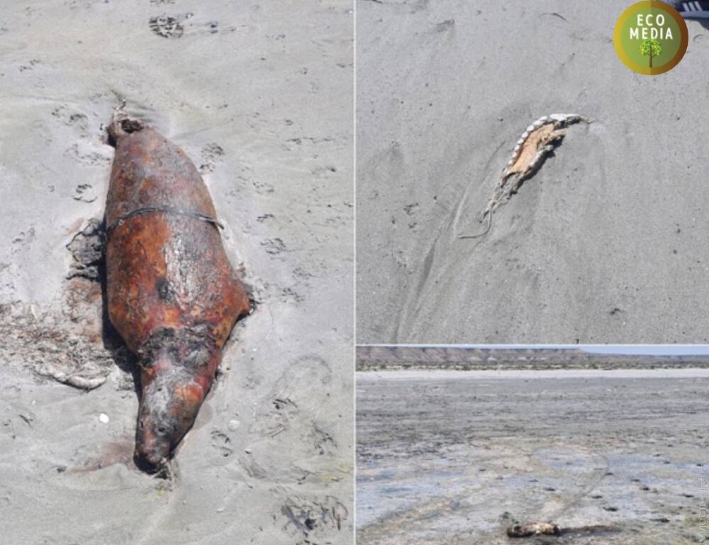 Десятки мертвых тюленей вновь обнаружены на побережье Каспия в Мангистауской области