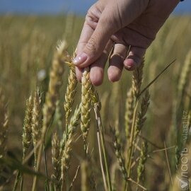 В Казахстане завершилась посевная 