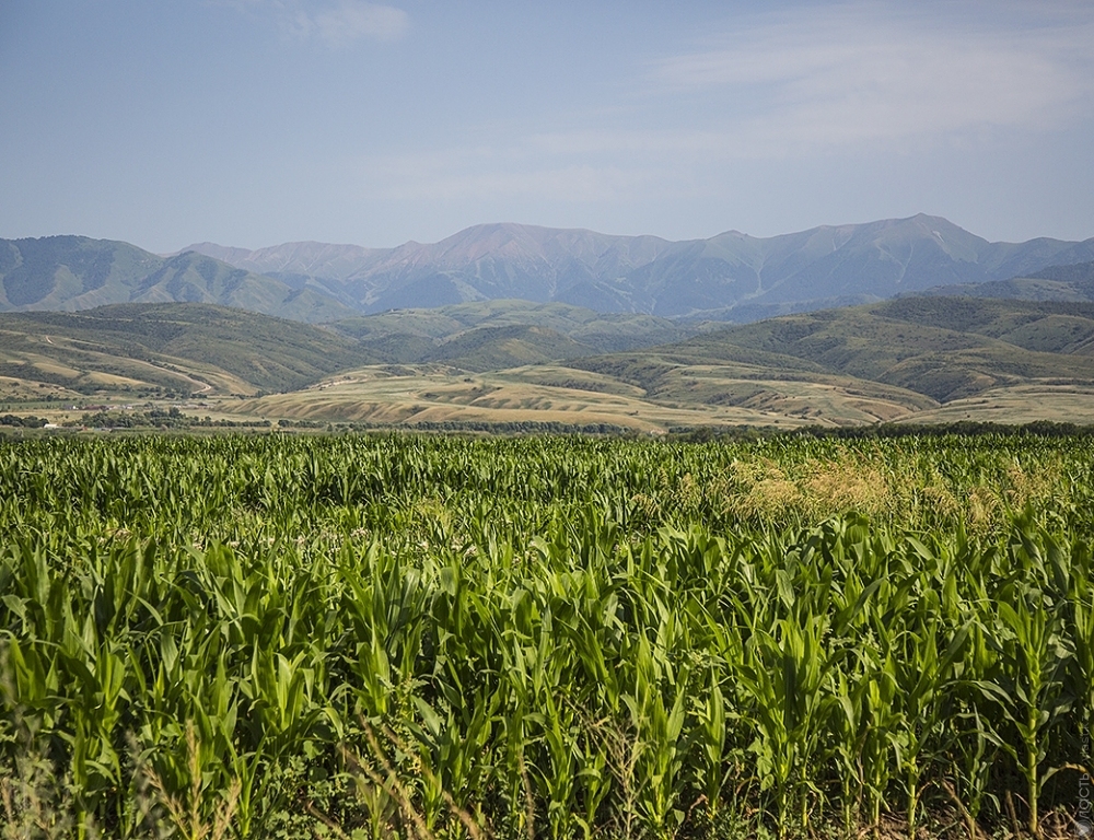 1,7 млн гектар сельхозземель будет выставлено на аукцион в середине 2016 года