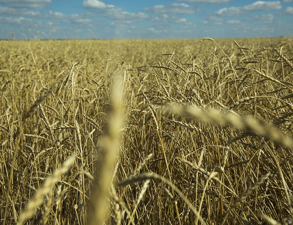 23,6 млн тонн зерна собрали в Казахстане 