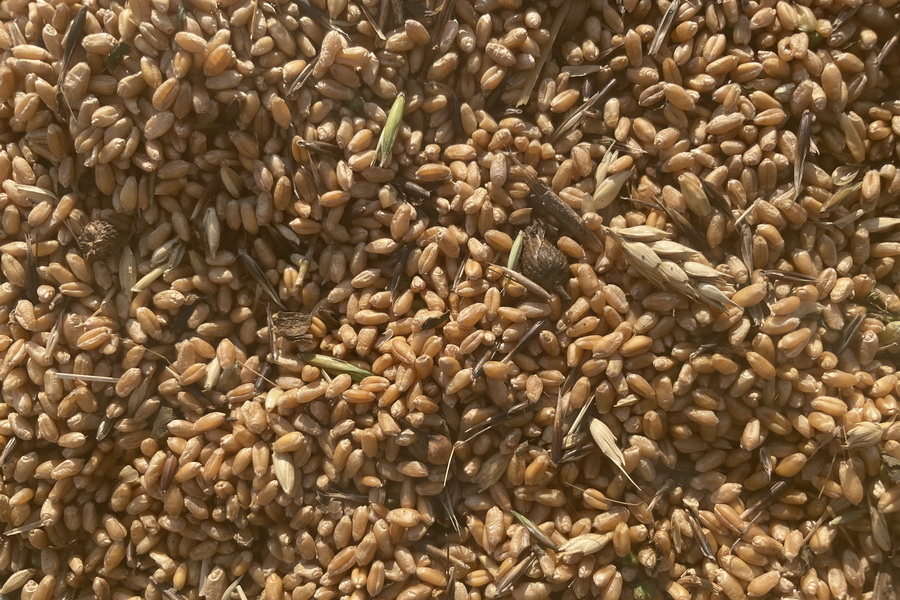 
В Астане осудили сотрудников «Продкорпорации» за получение взятки при выдаче товарных кредитов пшеницей