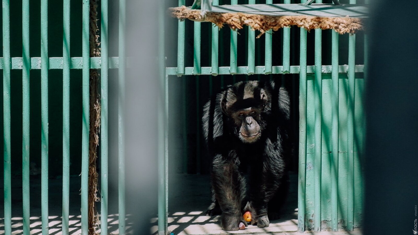 «Ең қиыны – маймылдың баласын бағып-қағып, қайтадан анасына қайтару»