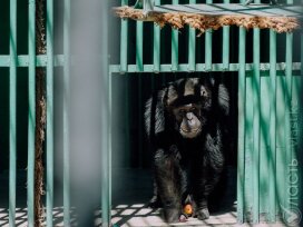 «Ең қиыны – маймылдың баласын бағып-қағып, қайтадан анасына қайтару»