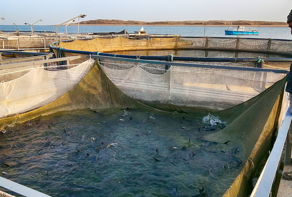 Инвестирующим более 500 млн тенге в разведение рыб в Казахстане будут давать водоемы без конкурса