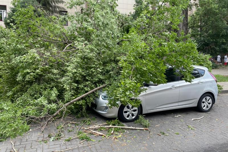 Два десятка сообщений поступило в экстренные службы Алматы о падении веток и деревьев в результате сильного ветра