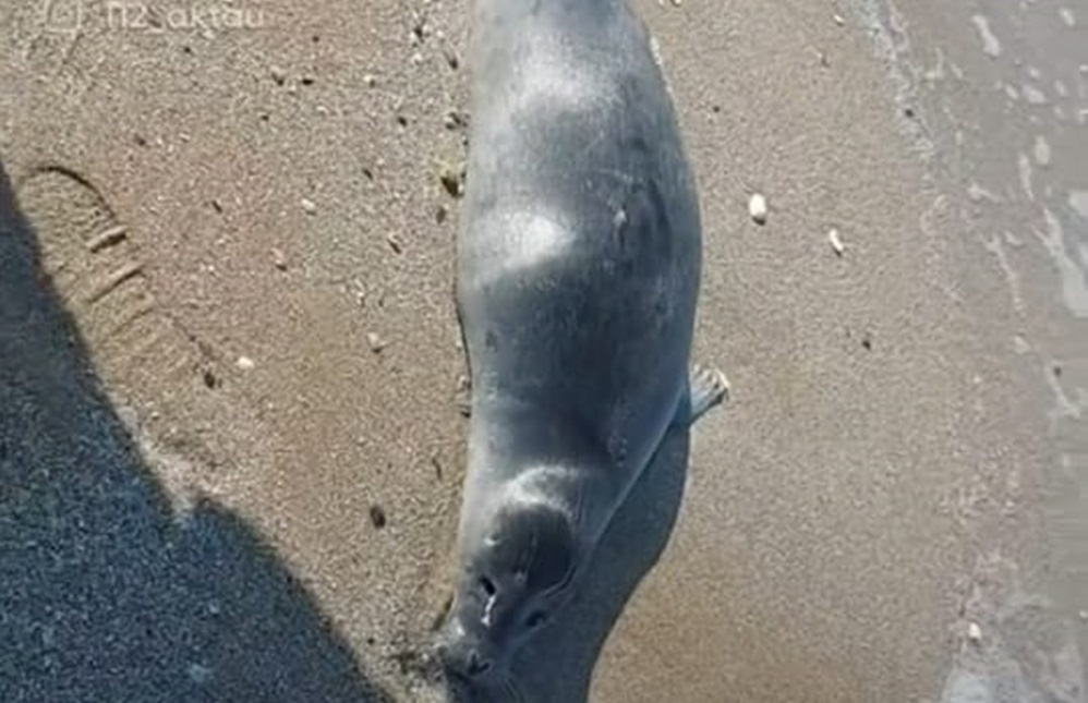 На берегу Каспия вновь обнаружены десятки мертвых тюленей