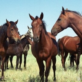 В Акмолинской области от голода массово гибнут лошади