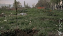 В Алматы за два года не высадили более 70 тыс. деревьев – прокуратура