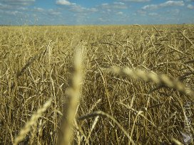 В семи регионах Казахстана идет сбор урожая