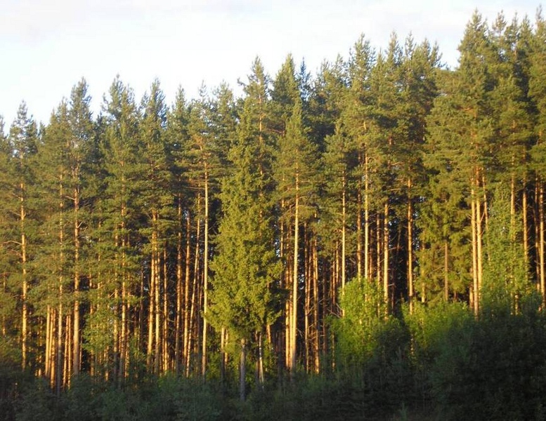Казахстан просит у Глобального экологического фонда 9 млн долларов на управление лесными экосистемами
