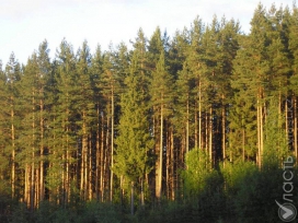 Казахстан просит у Глобального экологического фонда 9 млн долларов на управление лесными экосистемами