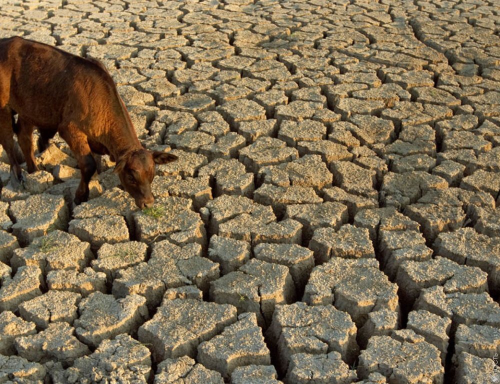 В нескольких регионах Казахстана в июле синоптики прогнозируют сильную засуху