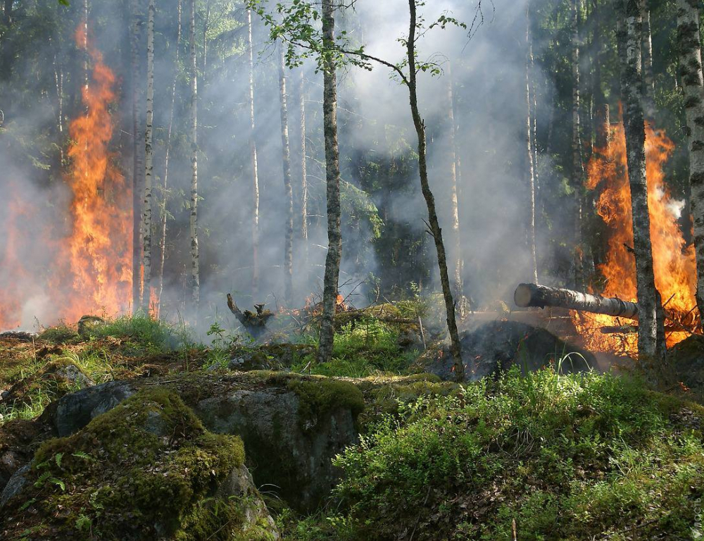 Площадь лесного пожара в области Абай увеличилась до 2 тыс. га