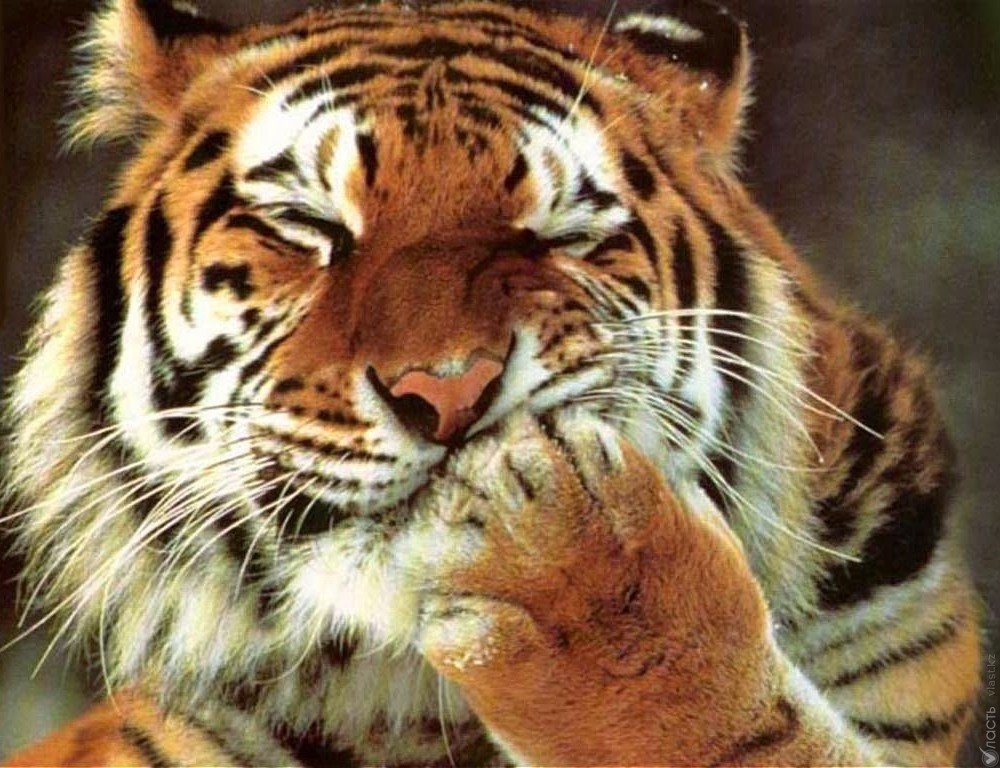 Казахстан и WWF будут работать над восстановлением популяции тигра в республике