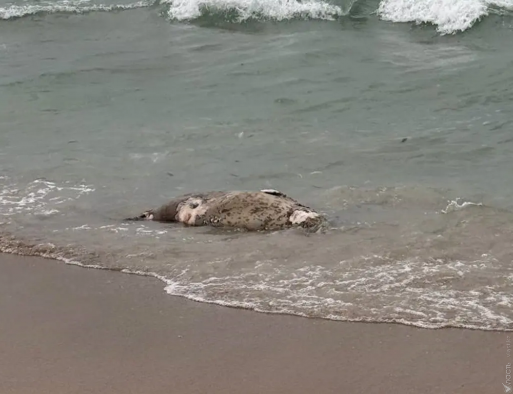 На побережье Каспия обнаружили более 100 мертвых тюленей