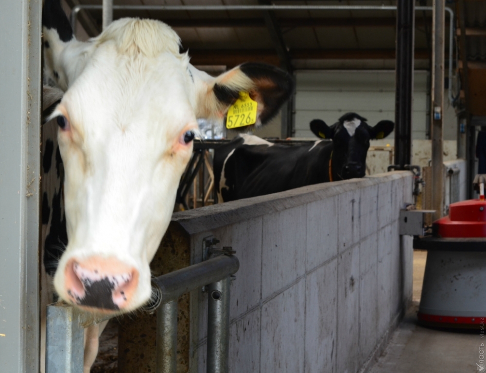 Эффективность, экологичность и любовь к коровам: Голландцы демонстрируют, как надо заниматься сельским хозяйством