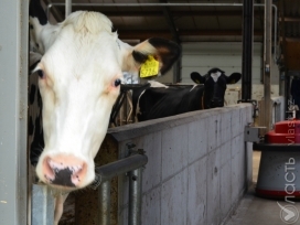 Эффективность, экологичность и любовь к коровам: Голландцы демонстрируют, как надо заниматься сельским хозяйством