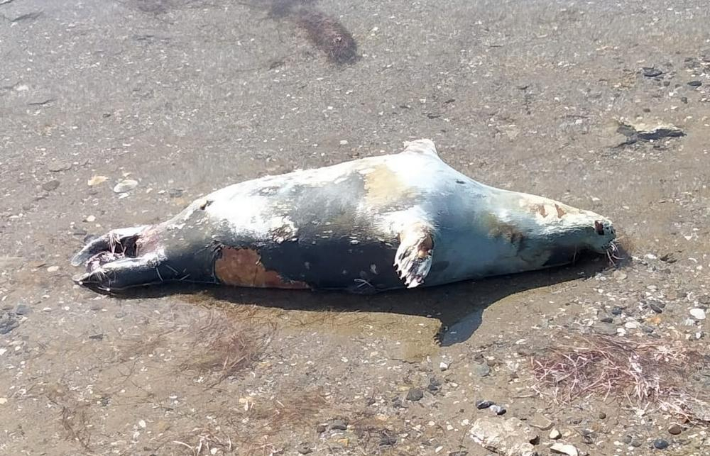В Мангистауской области зафиксирована массовая гибель тюленей