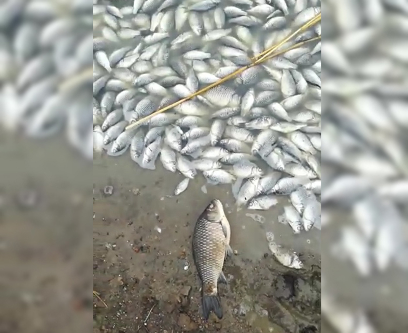 В Западном Казахстане продолжает гибнуть рыба