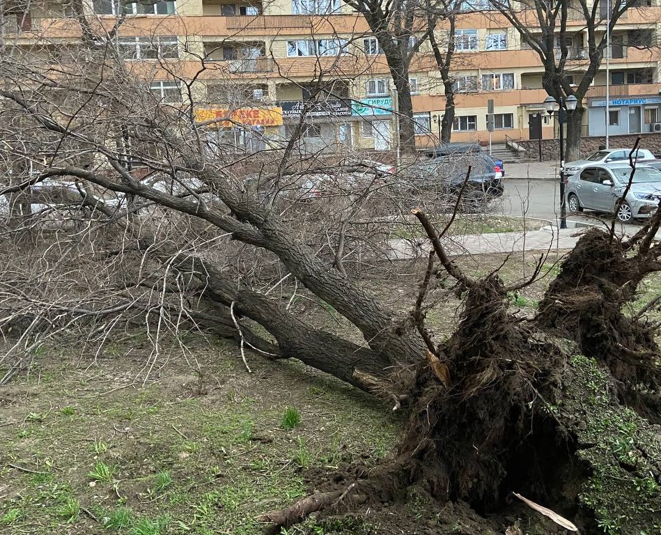 В Алматы зафиксировано 34 случая падения деревьев в результате сильного ветра – ДЧС