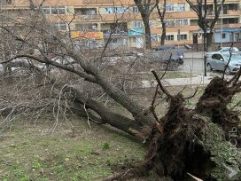 В Алматы зафиксировано 34 случая падения деревьев в результате сильного ветра – ДЧС