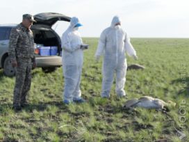 10 тысяч сайгаков погибло в Костанайской области