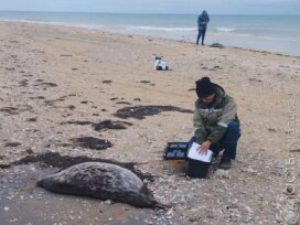 Причиной гибели тюленей на Каспии стала пневмония – Минэкологии