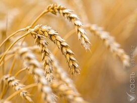 Минсельхоз увеличил прогноз по сбору зерна до 24 млн тонн