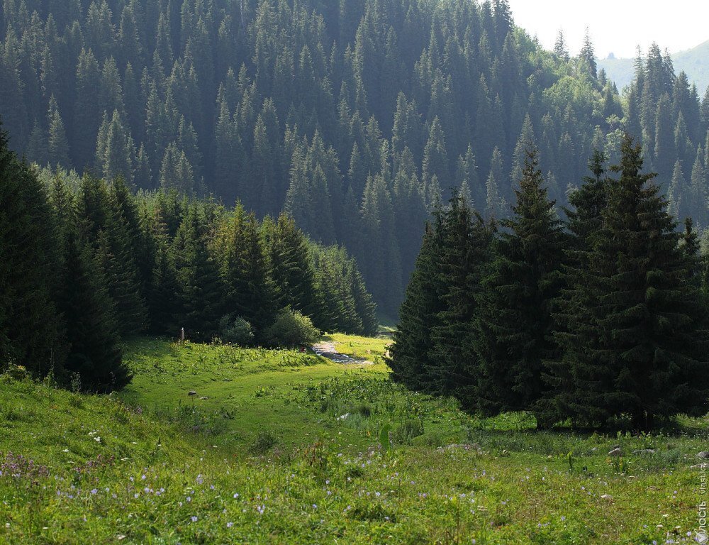 Участок лесного фонда в Акмолинской области возвращен в собственность государства