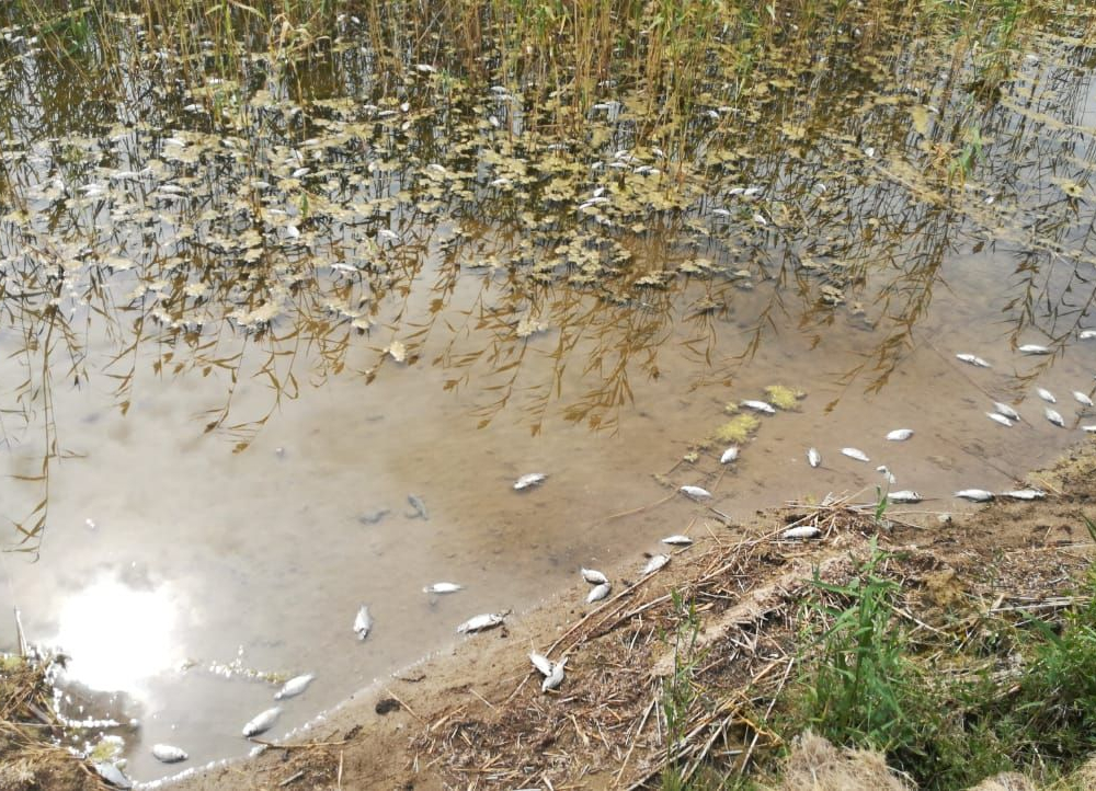 Массовая гибель рыбы произошла в озере в Северо-Казахстанской области 