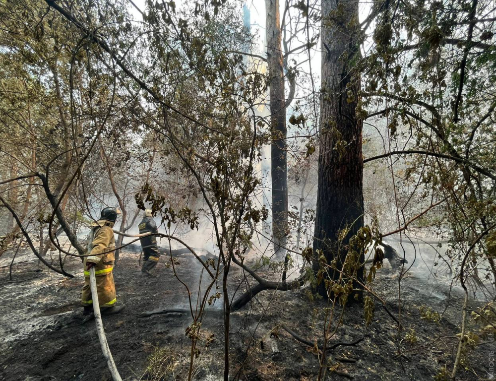 14 работников лесничества не выходят на связь с места пожара в области Абай