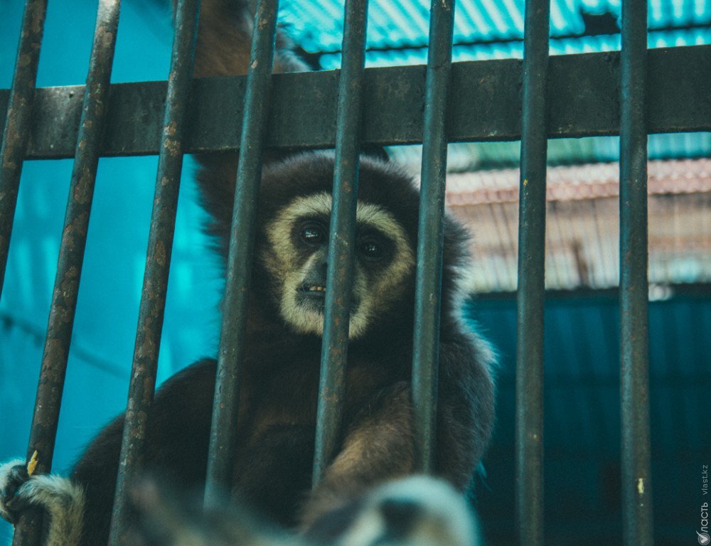 Алматинский зоопарк откроется 6 июня