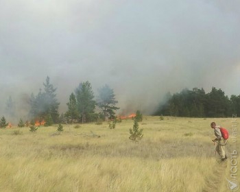 Пожар площадью 100 га в лесном хозяйстве «Кенес» Акмолинской области локализован &mdash; Комитет по ЧС