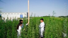 Промышленное использование конопли хотят разрешить в Казахстане