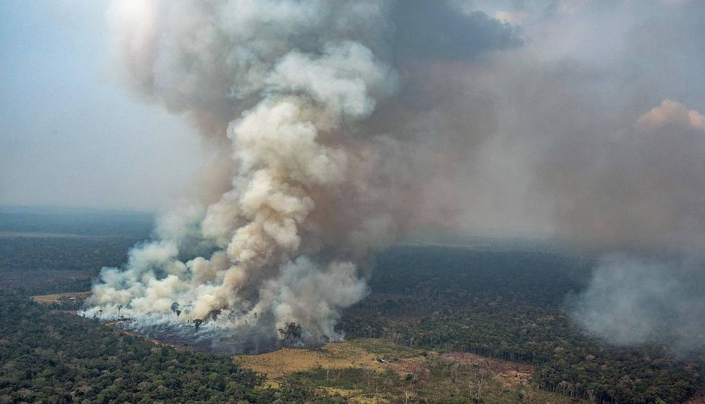 Некоторые участки лесов Амазонии восстановить невозможно
