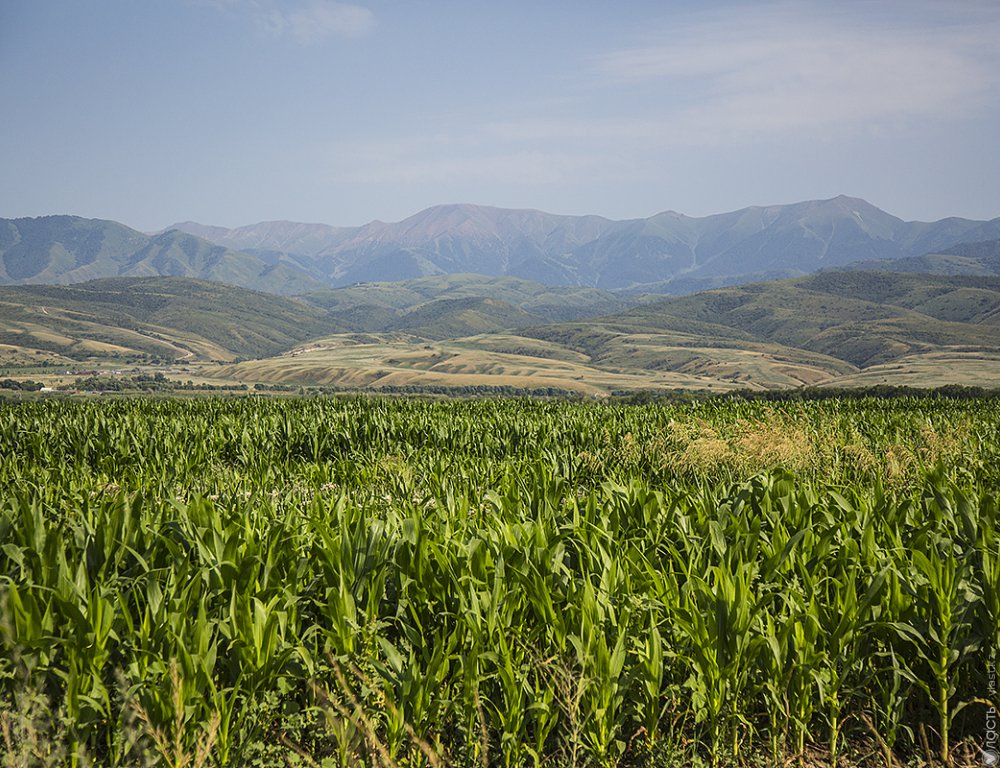 За полгода государству возвращены 904 тыс. гектаров неиспользуемых сельхозземель  