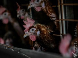 Минсельхоз предостерегает казахстанцев от употребления некачественного импортного мяса птицы