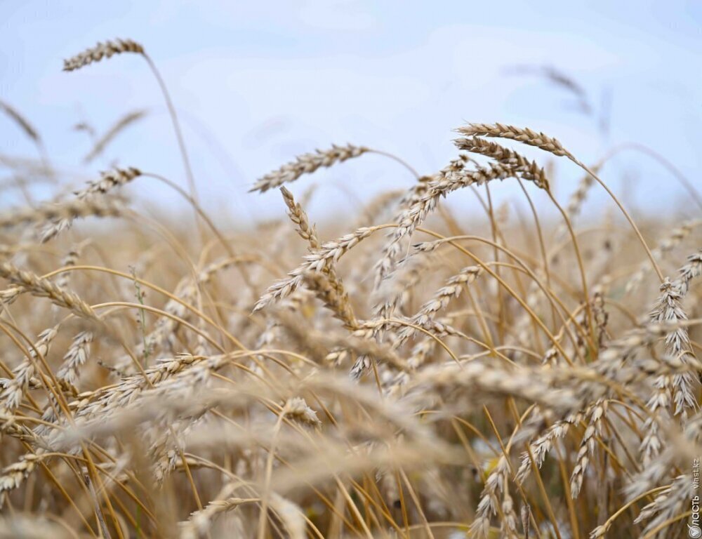 В Казахстане уже намолочено 1,6 млн тонн зерна