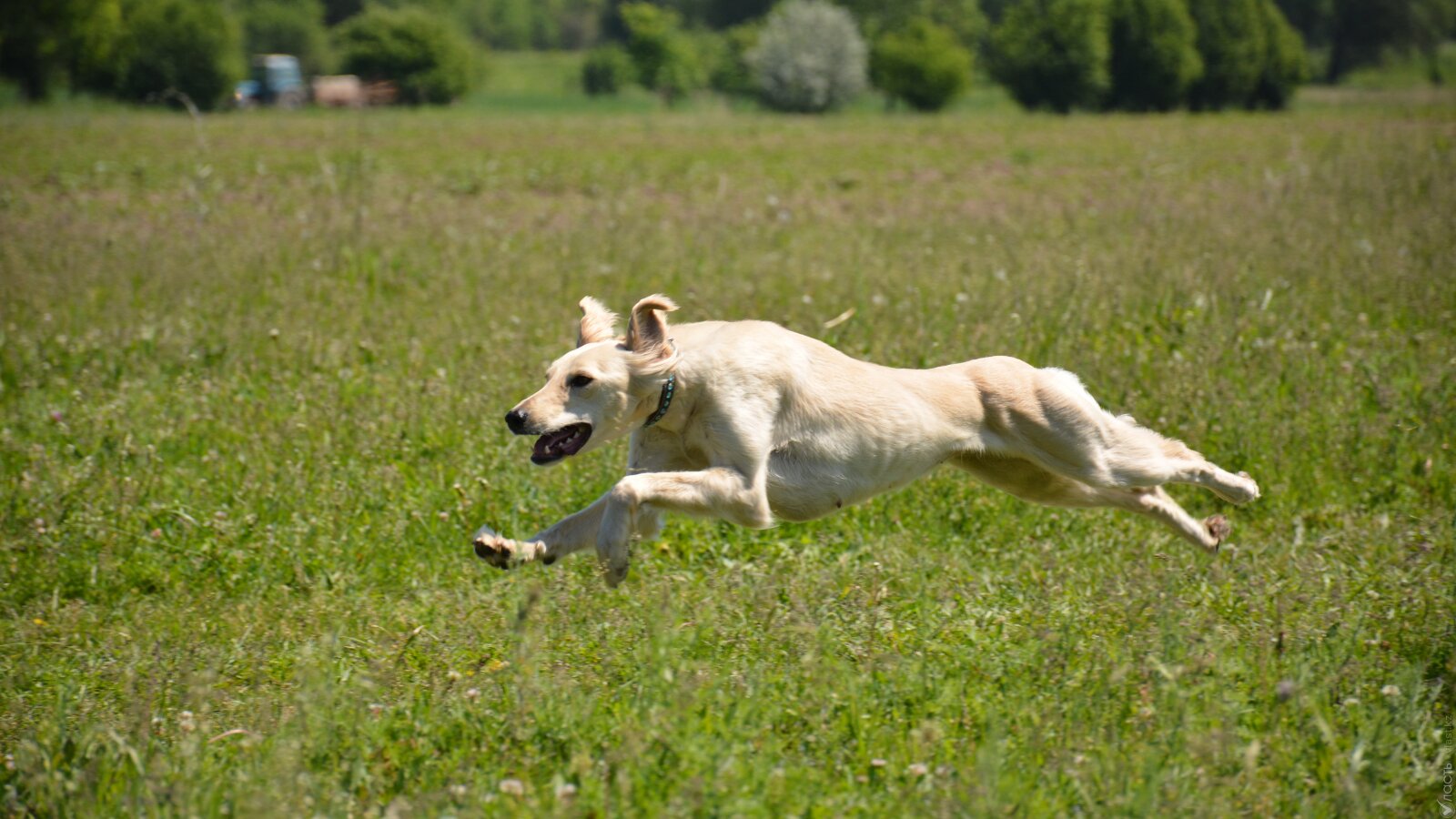 Как бюрократия и спешка могут помешать международному признанию тазы 